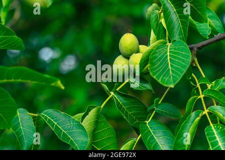 Grüne Walnüsse auf einem Baum Stockfoto