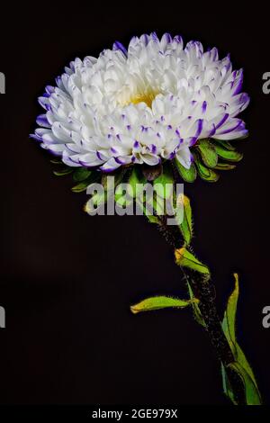 Eine wunderschöne einzelne violette und weiße Asterblume, fotografiert vor einem schlichten schwarzen Hintergrund Stockfoto