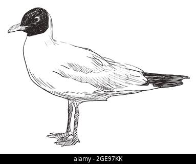 Skizze der handgezeichneten Vektorgrafik „Standing Seagull“-Doodle Stock Vektor