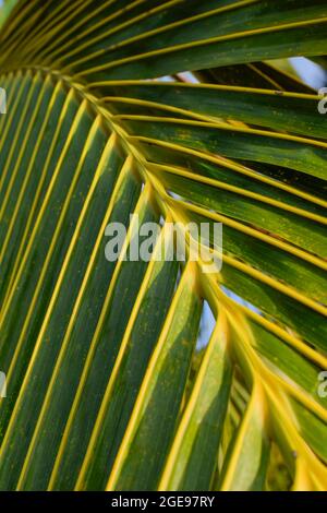 Hintergrund der Mirippenmuster von Kokosnusspflanzenblättern. Selektiver Fokus verwendet. Stockfoto