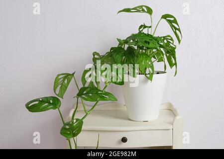 Monstera deliciosa im Topf auf hellviolettem Hintergrund auf Nachttisch. Home Gardening minimalistischen trendigen Konzept. Nahaufnahme. Speicherplatz kopieren Stockfoto