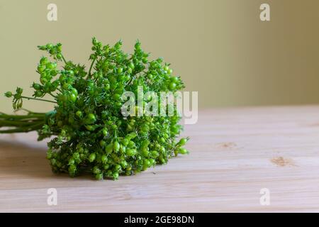 Bund Koriander oben grün gefärbt nicht gereift und frisch Bund auf der Holzdiele. Selektiver Fokus mit Kopierbereich verwendet. Stockfoto