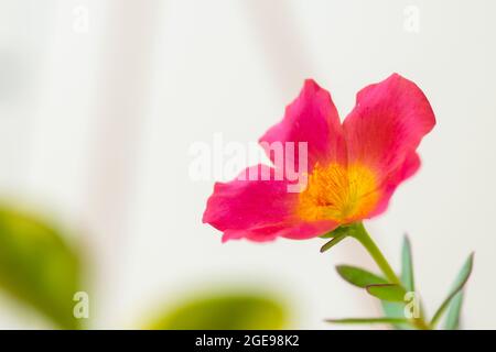 Nahaufnahme der rosa farbigen Bürozeit Blume voll blühte. Selektiver Fokus- und Kopierbereich verwendet. Diese Blumen blühen fast das ganze Jahr über. Stockfoto