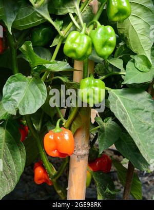 Habaneros Chilischote Pflanze mit grünen und roten reifen Früchten im Garten. Stockfoto