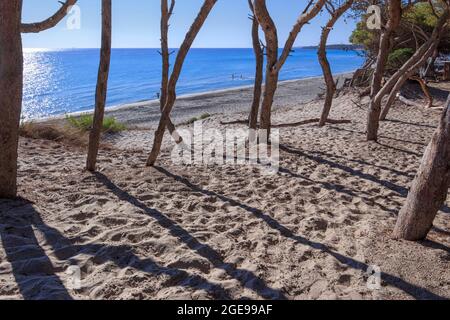 Die schönsten Sandstrände Apuliens in Italien: Alimini Beach an der Küste des Salento. Stockfoto