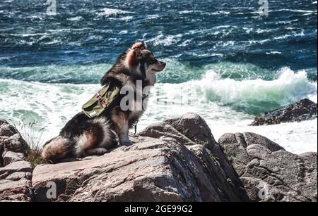 Porträt eines jungen finnischen Lapphund-Hundes, der einen Rucksack trägt und vor dem Meer sitzt Stockfoto