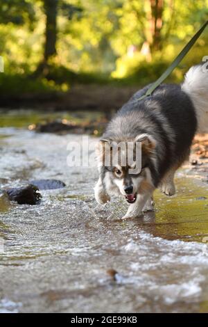 Porträt eines jungen finnischen Lapphunds, der im Wasser spielt Stockfoto