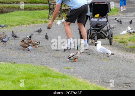 Ein Mann, der Tauben Columba livia domestica und Mallard füttert, duckt Anas platyrhynchos in einem Park. Stockfoto