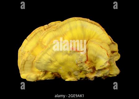 Laetiporus sulfureus, oder Huhn des Waldes isoliert auf schwarzem Hintergrund. Stockfoto