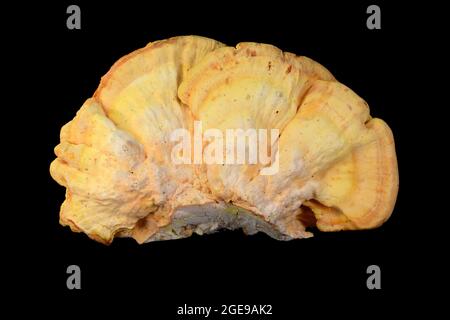 Laetiporus sulfureus, oder Huhn des Waldes isoliert auf schwarzem Hintergrund. Stockfoto