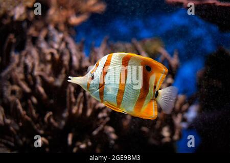 Copperband Butterflyfish Chelmon rostratus Stockfoto