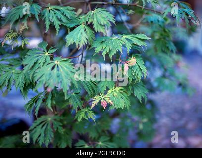 Zweige mit Blättern und Samen des Acer Pseudoplatanus-Baumes. Stockfoto