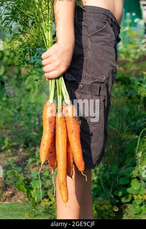 Im Rahmen hält ein Teil eines Jungen in schwarzen Shorts in der Hand einen Haufen frischer Karotten mit Spitzen vor einem Hintergrund grüner Blätter auf einem hellen Su Stockfoto