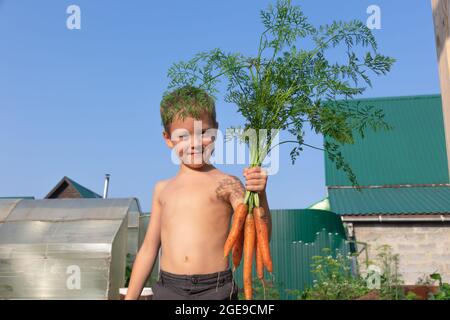 Ein sechs Jahre alter netter zufriedener Junge in schwarzen Shorts hält in der Hand eine frische Karotte mit Tops auf dem Hintergrund grüner Betten und einem Zaun im Schurken Stockfoto