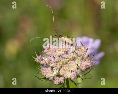 Nemophora metallica ist eine Art von Zwergfalter, die auf einer Blume ruht. Stockfoto