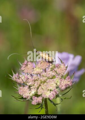 Nemophora metallica ist eine Art von Zwergfalter, die auf einer Blume ruht. Stockfoto