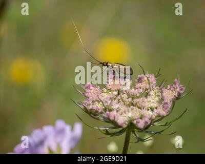 Nemophora metallica ist eine Art von Zwergfalter, die auf einer Blume ruht. Stockfoto