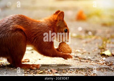 Eichhörnchen, Sciurus vulgaris, mit einer Walnuss in den kleinen Pfoten vor einem verschwommenen Hintergrund Stockfoto