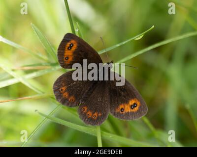 Scotch Argus Butterfly (Erebia aethiops) auf Gras. Stockfoto