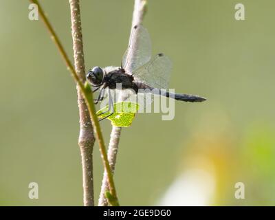 Sympetrum danae, die Black Darter oder Black Meadowhawk Dragonfly, thront auf einem Zweig. Stockfoto