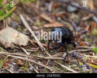 Anoplotrupes stercorosus Dor Beetle. Stockfoto