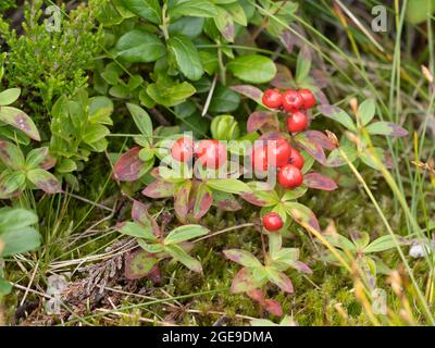 Cornus suecica, bekannt als Zwergkornel oder Bunchberry. Stockfoto