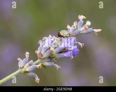 Ein Rosmarinkäfer (Chrysolina americana) auf Lavendel (Lavandula). Stockfoto