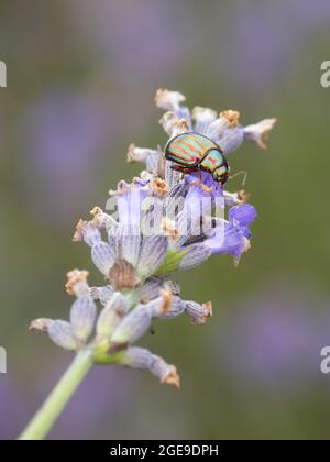 Ein Rosmarinkäfer (Chrysolina americana) auf Lavendel (Lavandula). Stockfoto