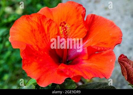 Nahaufnahme einer blühenden, schönen roten Hibiskusblüte Stockfoto