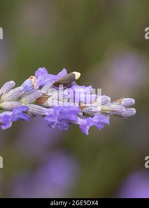 Philaenus spumarius, auch bekannt als Meadow Froghopper oder Meadow Spittlebug, der auf einer Lavendelpflanze ruht. Stockfoto