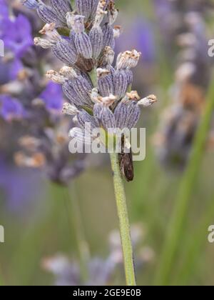 Philaenus spumarius, auch bekannt als Meadow Froghopper oder Meadow Spittlebug, der auf einer Lavendelpflanze ruht. Stockfoto