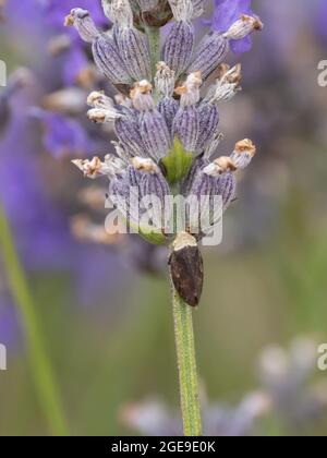 Philaenus spumarius, auch bekannt als Meadow Froghopper oder Meadow Spittlebug, der auf einer Lavendelpflanze ruht. Stockfoto