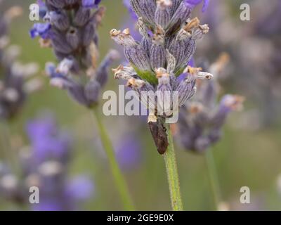 Philaenus spumarius, auch bekannt als Meadow Froghopper oder Meadow Spittlebug, der auf einer Lavendelpflanze ruht. Stockfoto