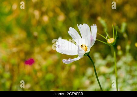 Weißer Cosmos bipinnatus blüht im Sommer in Großbritannien Stockfoto