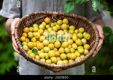 Frisch geerntete Bio-gelbe Mirabellepflaumen in einem alten Weidenkorb. Stockfoto