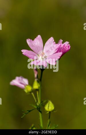 Malva moschata, Moschus Malve blüht im Sommer in Großbritannien Stockfoto