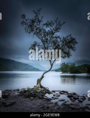 Berühmter einsame Baum am Llyn Padarn Seeufer in Llanberis, Wales, UK.Dunkle und launische Landschaft mit bewölktem Himmel über berühmten Wahrzeichen. Stockfoto