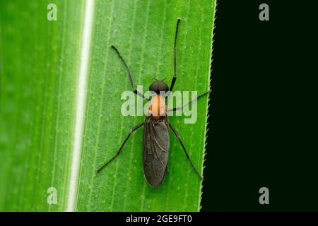 Schwarzflügelfliege, Penthetria heteroptera, Satara, Maharashtra, Indien Stockfoto