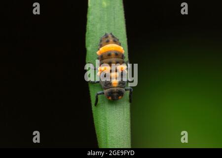 Larven von Rotkäfern, Coccinella magnifica, Satara, Maharashtra, Indien Stockfoto