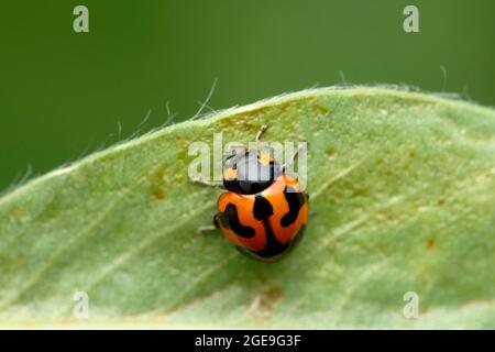 Roter Marienkäfer, Coccinella magnifica, Satara, Maharashtra, Indien Stockfoto