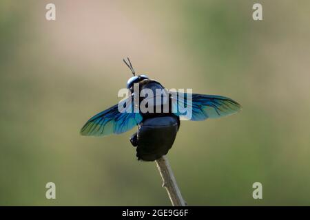 Violette Zimmermannsbiene, Xylocopa violacea dorsal view, Satara, Maharashtra, Indien Stockfoto