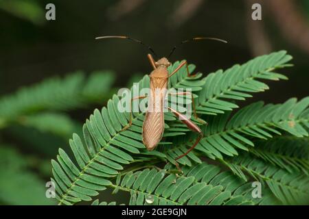 Orange Sting Bug, Musgraveia sulciventris dorsal, Satara, Maharashtra, Indien Stockfoto