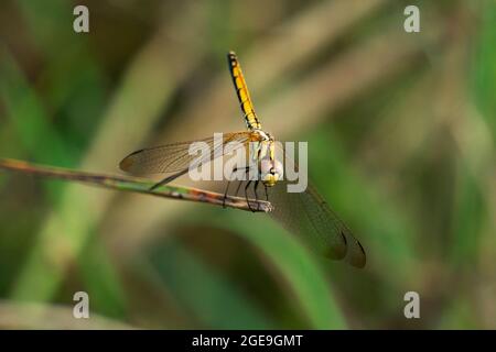 Gelber Skimmer-Schmetterling, Pantala flavescens dorsale Ansicht, Satara, Maharashtra, Indien Stockfoto