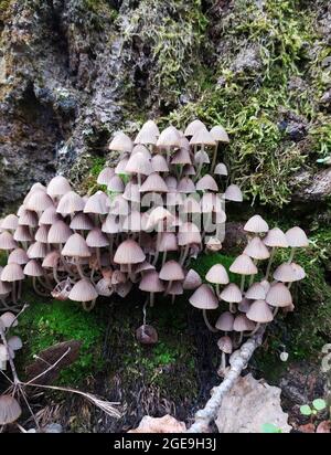 Eine Familie kleiner, ungenießbarer Pilze wächst auf einem Baum inmitten von grünem Moos in einem alten Wald. Herbstwald. Vertikale Ausrichtung. Stockfoto