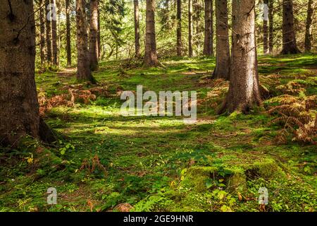 Im Forest of Dean in Gloucestershire strahlte Sonnenlicht durch frühe Herbstbäume. Stockfoto