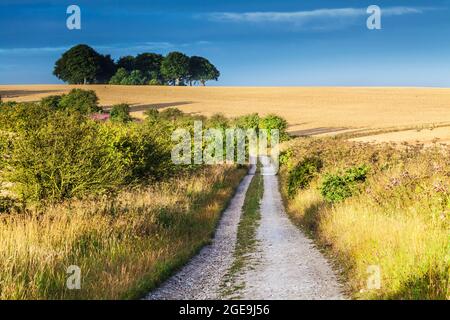 Gewitterwolken über die lange Distanz Ridgeway Path in Wiltshire brauen. Stockfoto