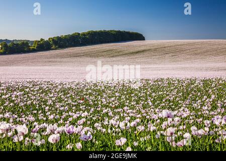 Bereich der kultivierten weißen Mohn in der Nähe von Rockley in Wiltshire. Stockfoto