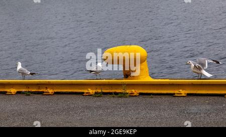 Eine der vielen Möwen (skandinavische Heringsmöwe) rund um den Hafen von Bergen, Norwegen Stockfoto