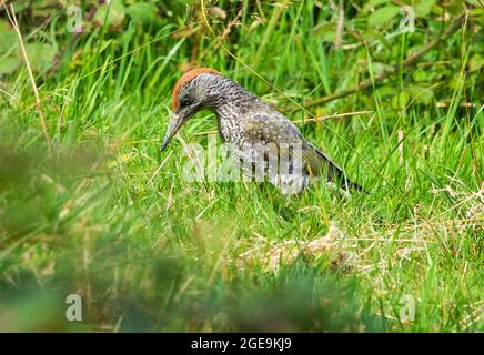 Jugendlicher Grünspecht im Gras auf der Suche nach Nahrung Stockfoto