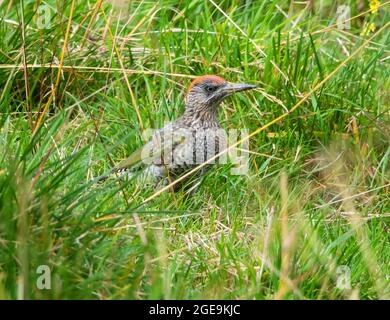 Jugendlicher Grünspecht im Gras auf der Suche nach Nahrung Stockfoto